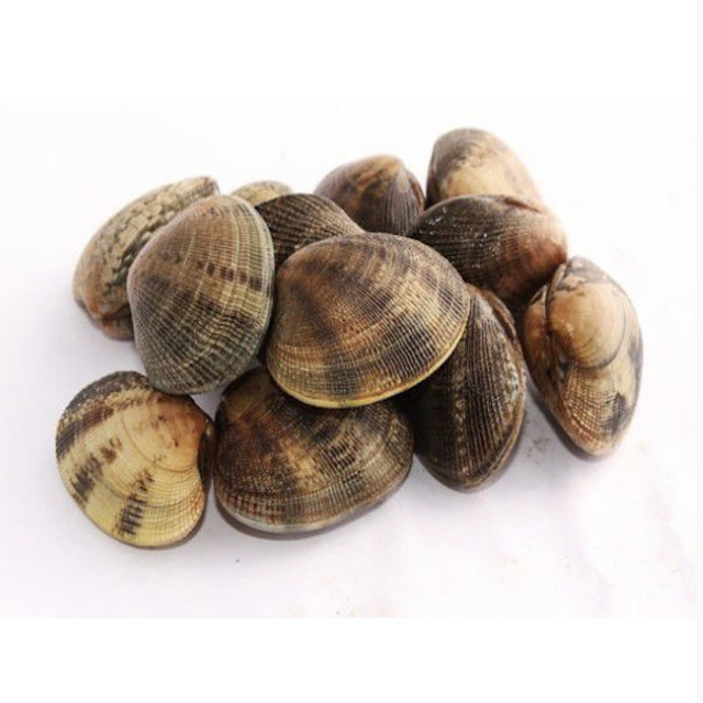 Almeja cultivo