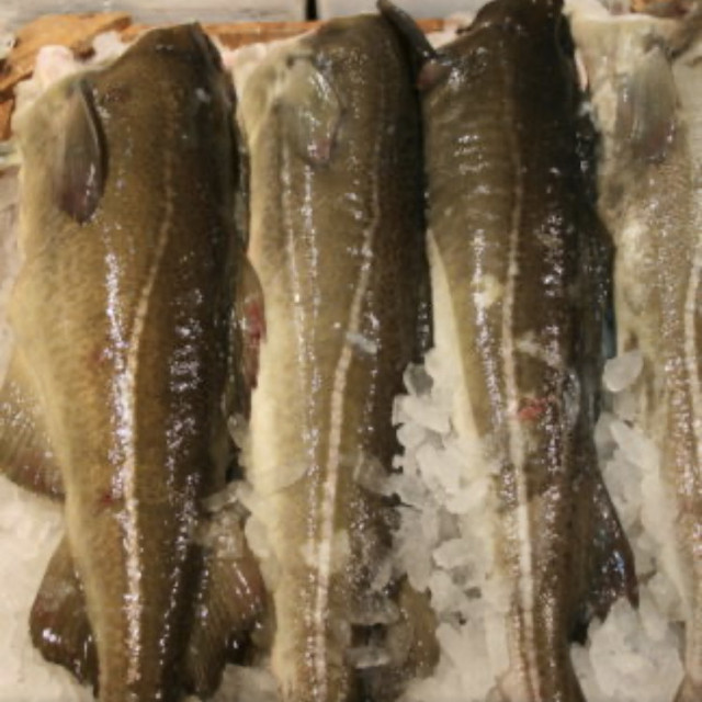 Bacalao