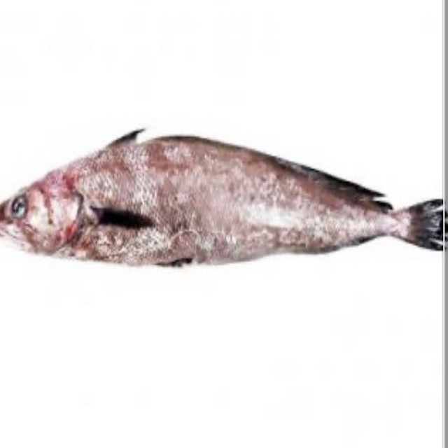 Bertorella 2.