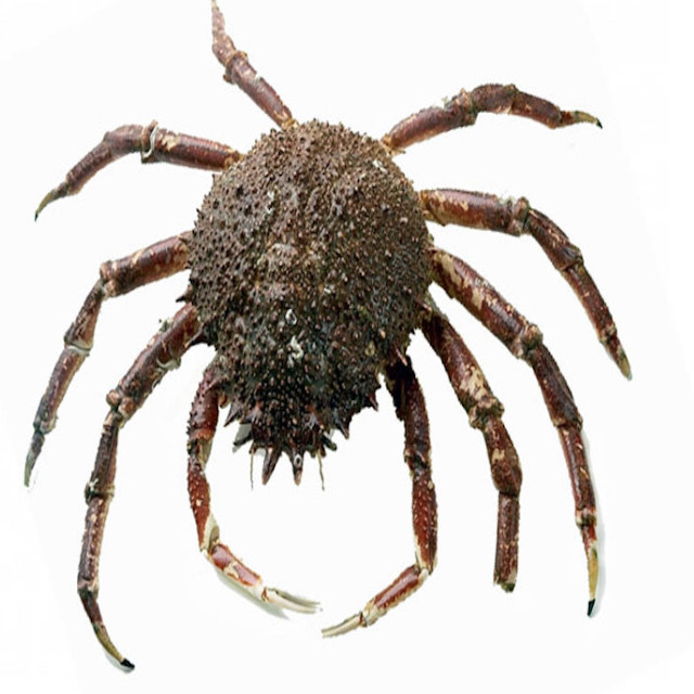 Centollo