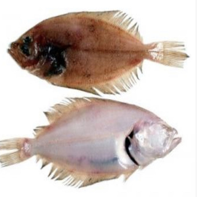 Gallito