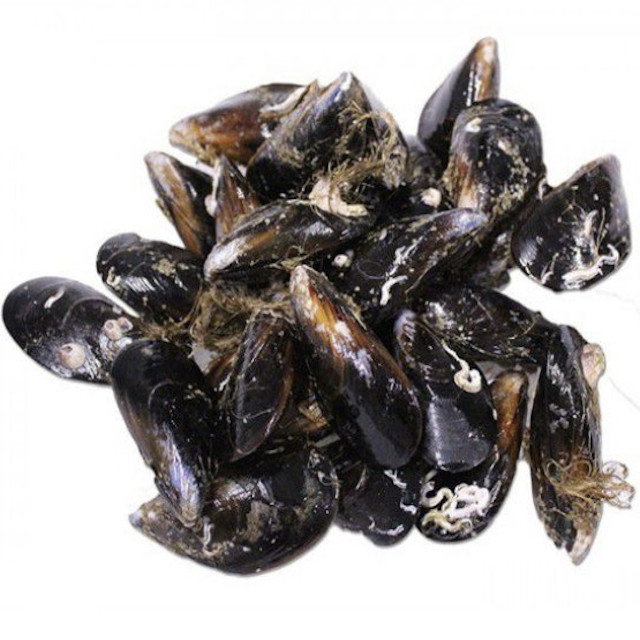 Mejillones
