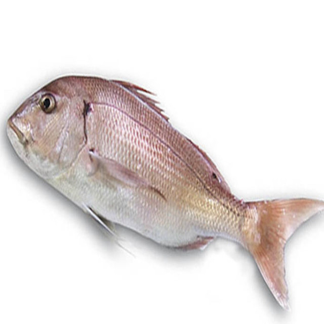 Pargo