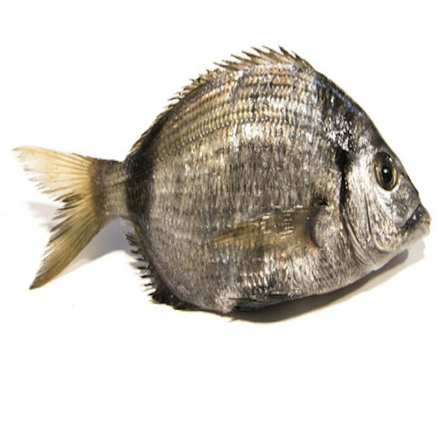 Sargo